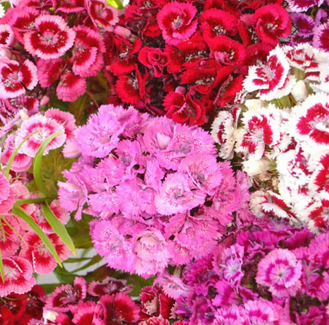 Sweet William Mix Seeds, Dianthus barbatus, Red Pink Flower Seeds, Annual Garden Seeds, 100 Seeds Pack