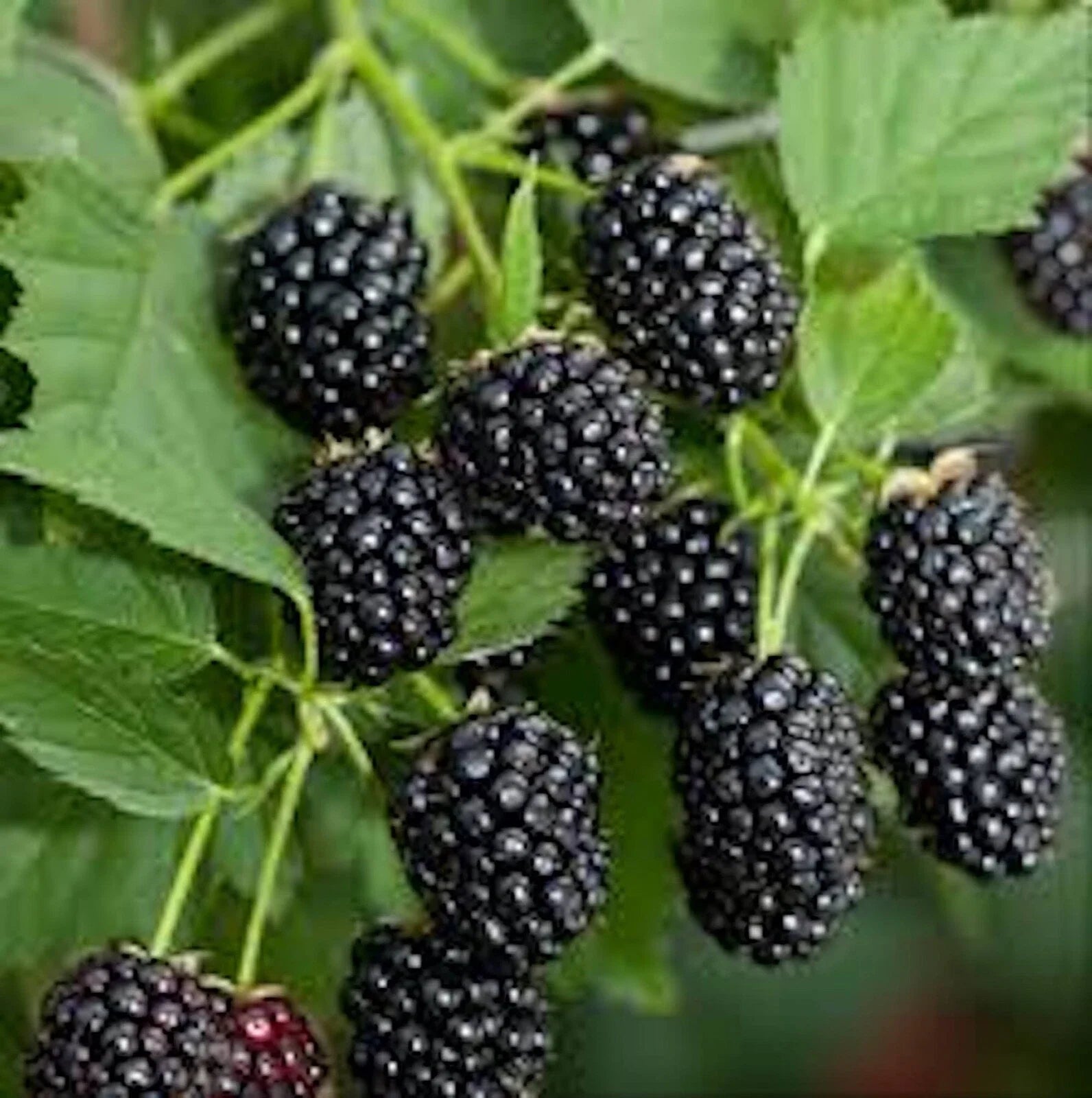 Blackberry Plant Starter - Bare Root Sweetie Pie Variety - Rubus Fruit Fruiting Shrub for Home Garden