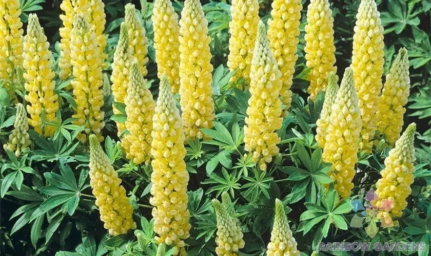 Saffron Lupine Seeds - 25+ Pack, Lupinus angustifolius, Annual Flowering Plant for Garden, Attracts Pollinators, Free Shipping