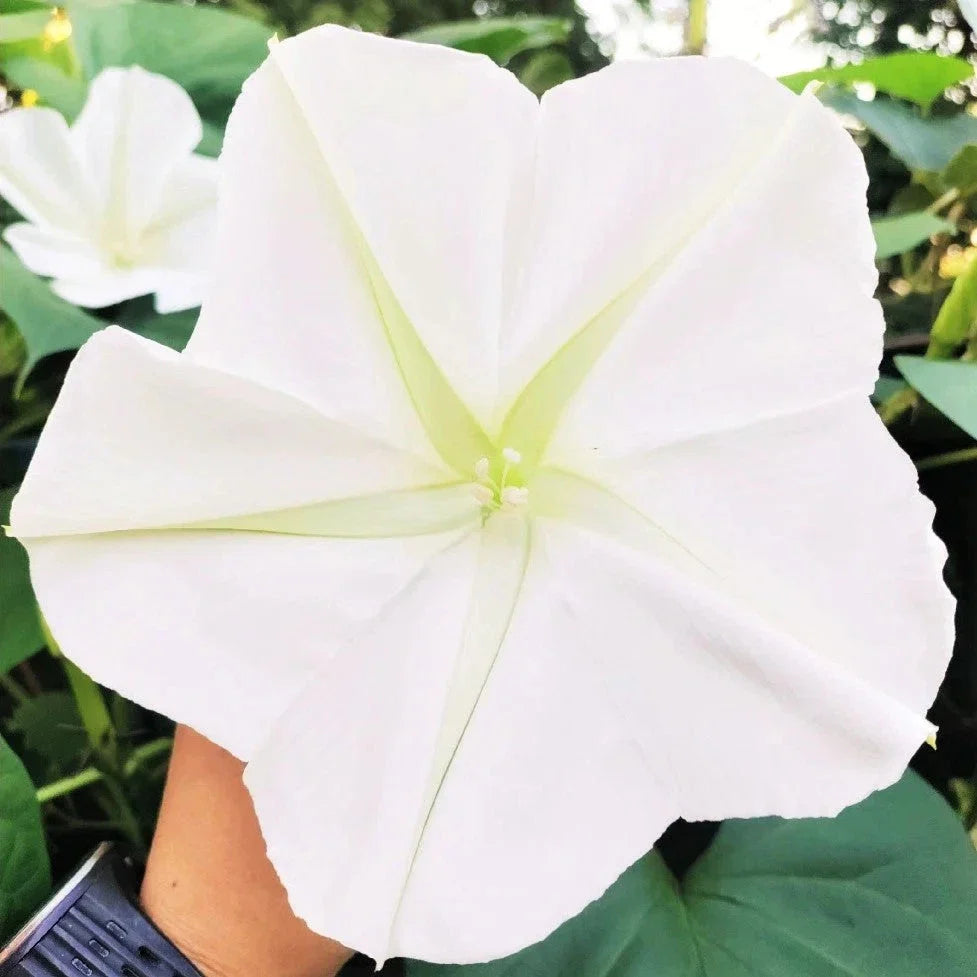 Moon Flower Seeds - Large Tropical Ipomoea Alba Climbing Vine for Night Blooming Fragrance