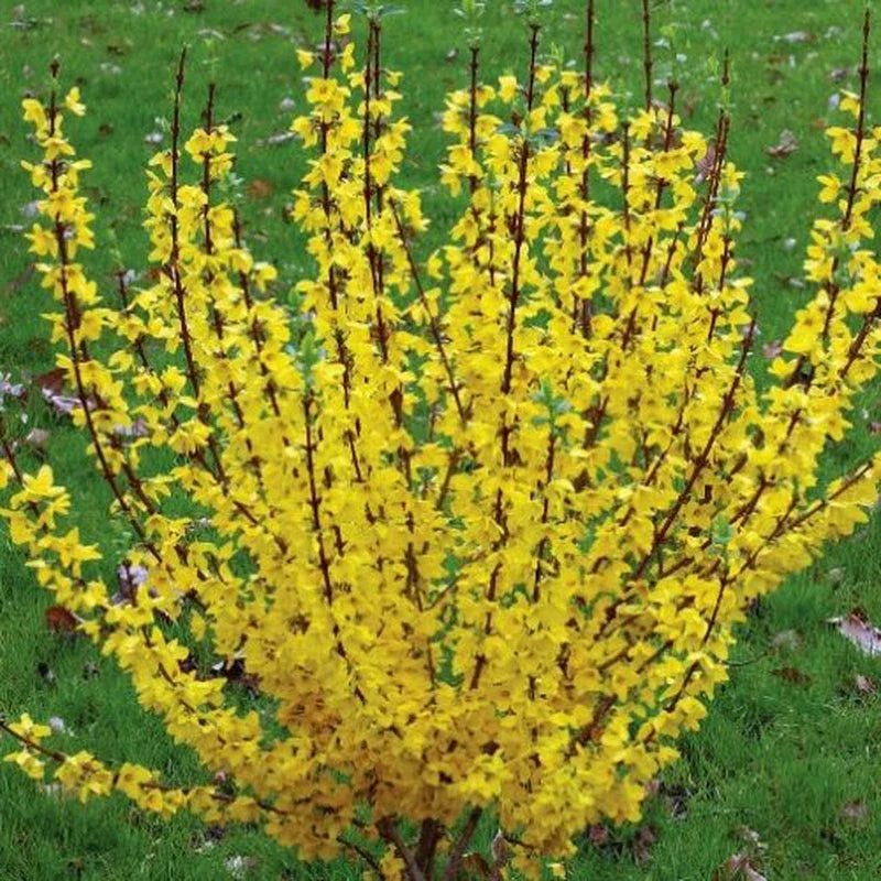 Forsythia Rooted Cuttings – 5 Fast Growing Plants with Bright Yellow Blooms – Forsythia x intermedia 'Mindor'