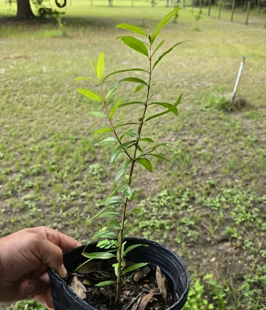 Pomegranate Plant Seedling 12-15 Inches Punica granatum Edible Fruit for Garden, Medium Sunlight