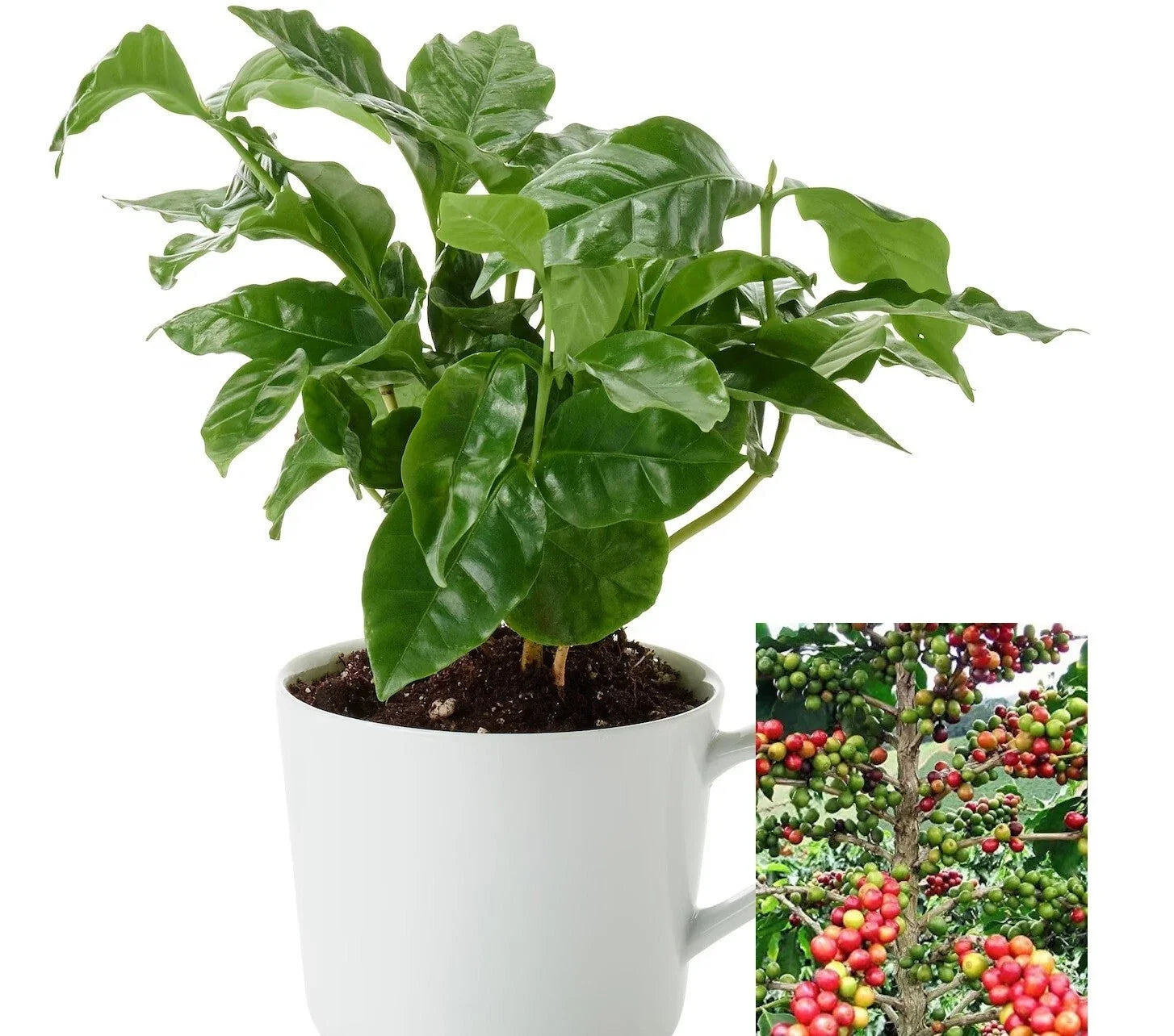 Coffee Arabica Tree Seeds – Air Purifying Indoor Plant – Easy Grow Coffea Arabica Seeds – Houseplant for Beginners & Garden