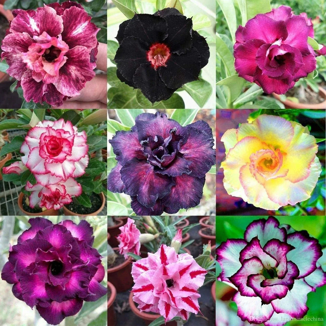 Desert Rose Seeds - 100 Mixed Color Adenium Obesum - Grow Vibrant Flowering Plants for Containers & Gardens