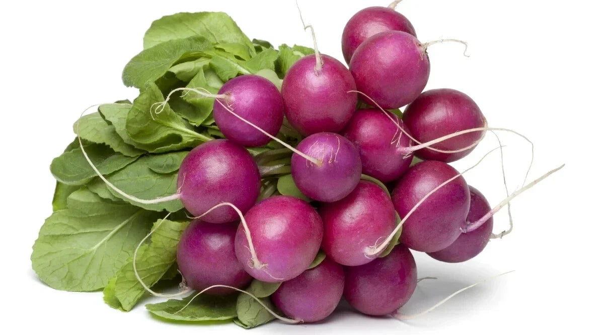 Malaga Radish Seeds - 500+ Pack, Fast-Growing Raphanus sativus, Garden Vegetable, Salad Garnish, Non-GMO, USA Free Shipping