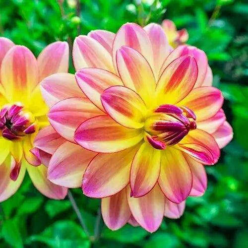 Dahlia Plant Bulb Tuber - Pacific Ocean Pink Yellow Variegated Flower, Full Sun, Deer Resistant, Cut Flower