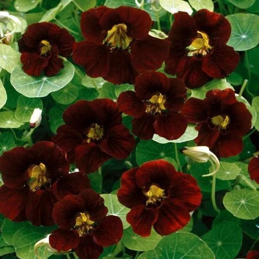 Nasturtium Seeds Black Velvet Heirloom Edible Flowers Non-GMO 15 Seeds Tropaeolum majus Garden Plants