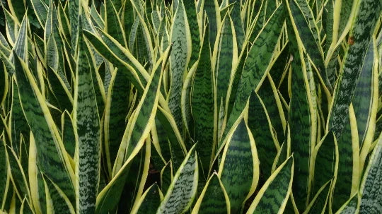 Rooted Sansevieria Snake Plant - Mother-in-Law's Tongue - Air Purifying, Dracaena trifasciata, Indoor Houseplant