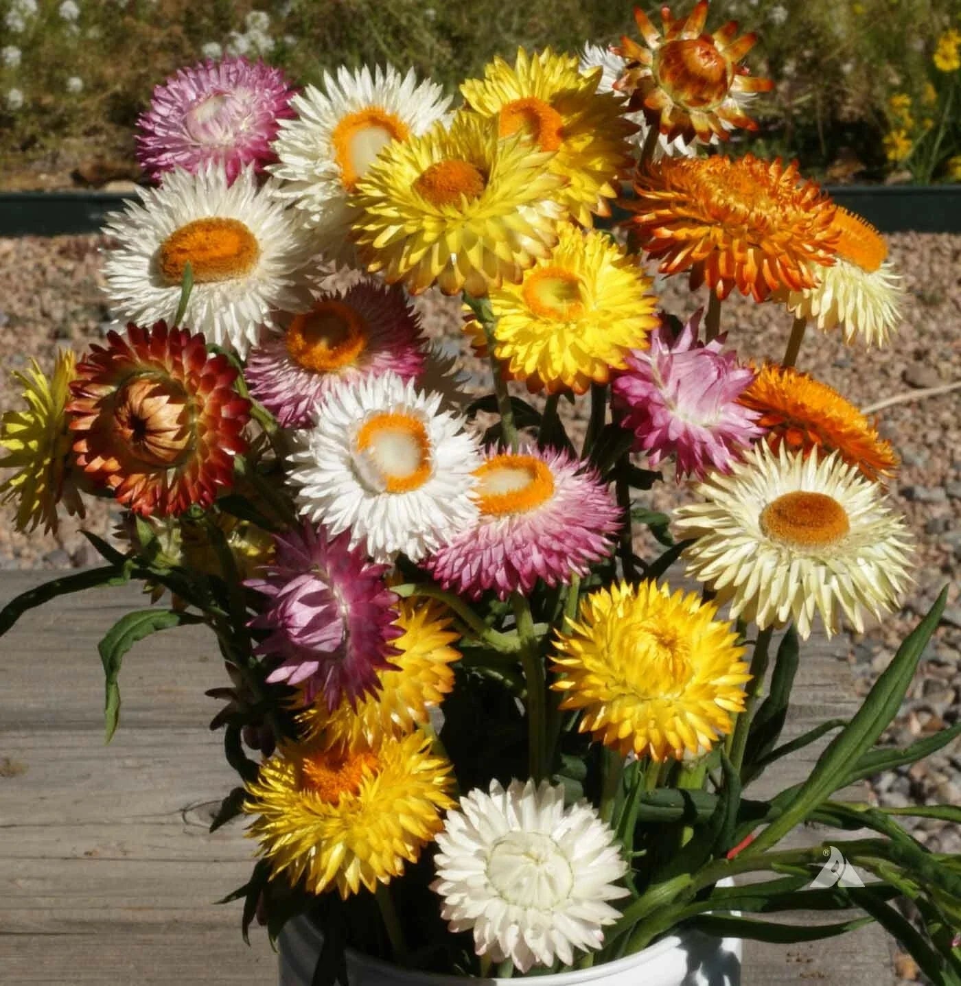 Tall Dried Strawflower Seeds - Mixed Colors, Non-GMO, Helichrysum bracteatum, Cut Flower Arrangements, 500 Seeds