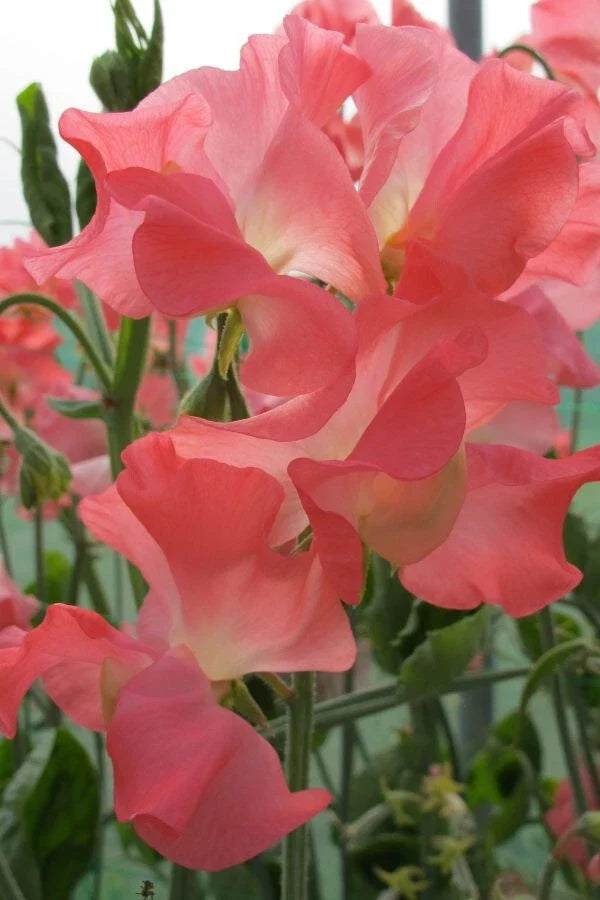 Marjorie Carrier Sweet Pea Seeds - 50 Premium Lathyrus odoratus Flower Seeds for Garden Climbing Vine, Fragrant Blooms, Full Sun to Partial Shade