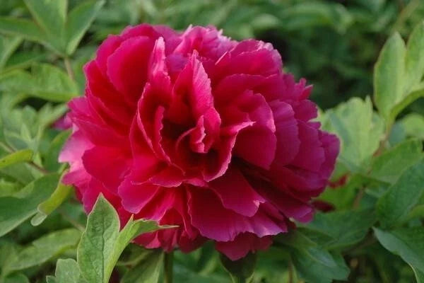 Peony Seeds Pack - 10pc Exotic Flower Seeds - Paeonia spp. Garden Plant for Outdoors, Full Sun, Pollinator Attracting