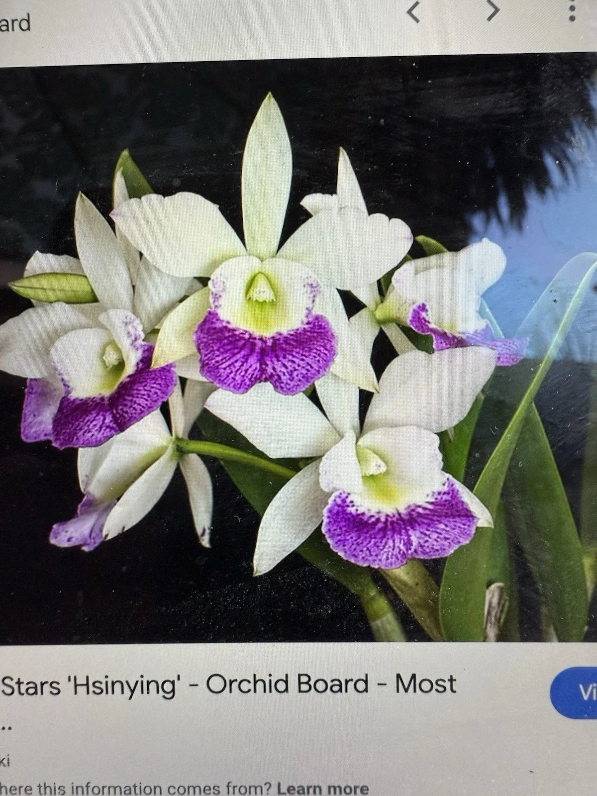 Cattleya Orchid Plant Bare Root Hawaiian Stars Two Stems Tropical Flowering Epiphytic Cattleya spp.