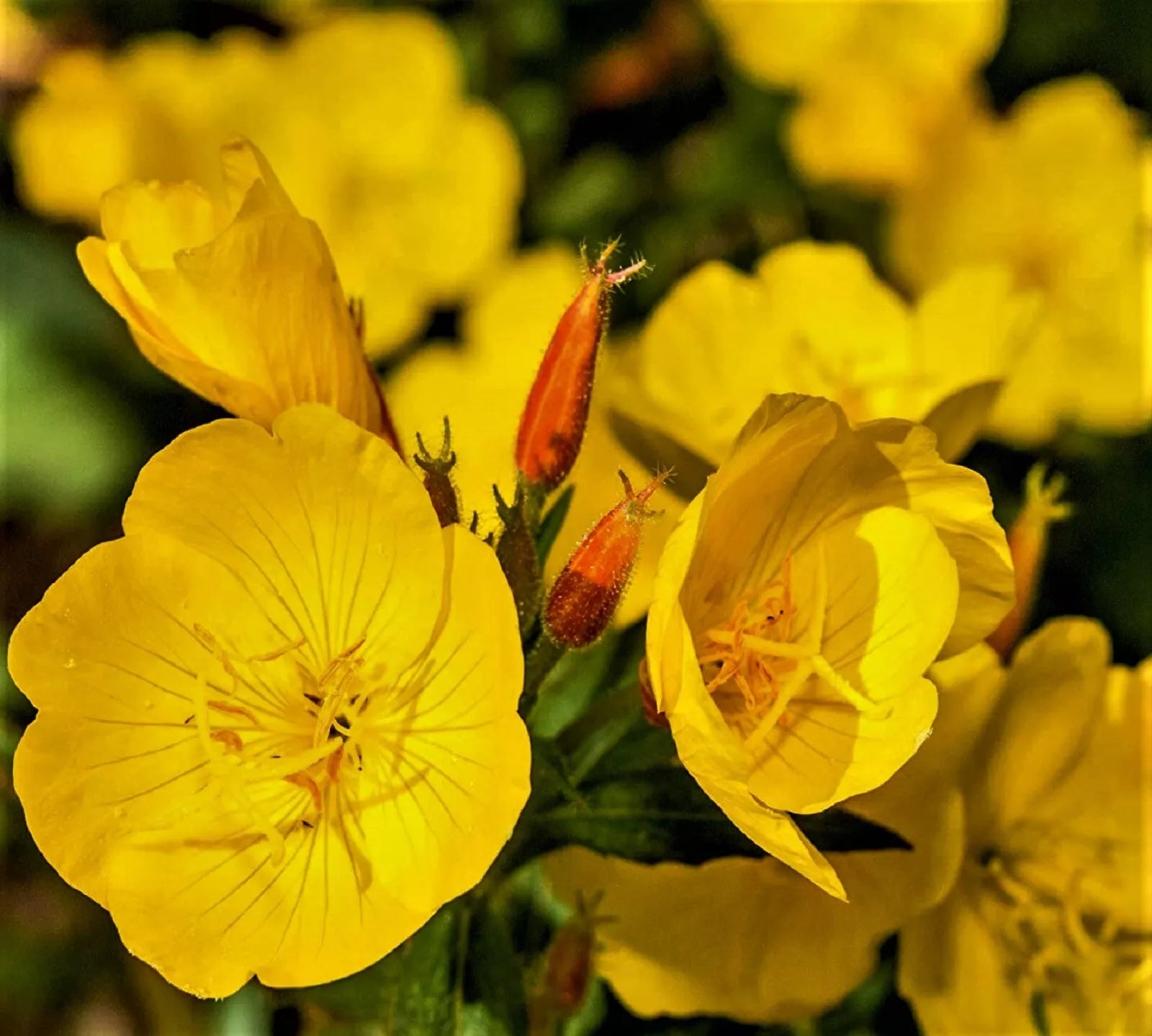 Evening Primrose Seeds Packets – Non-GMO Oenothera biennis for Gardens, Borders & Wildflower Meadows