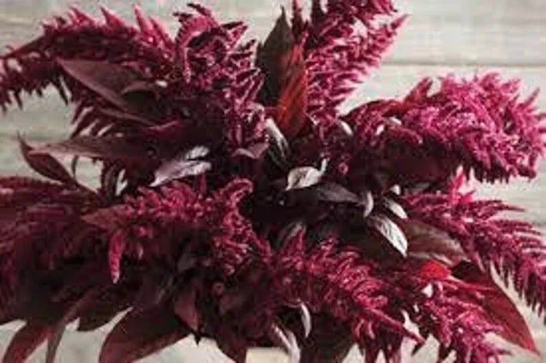Red Spike Amaranthus Seeds - Organic, Non-GMO, Annual, Vibrant Red Spikes, Attracts Pollinators, 100 Seeds