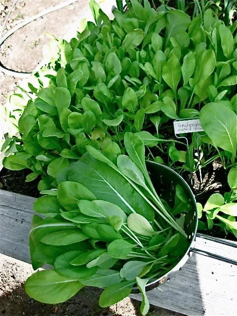 Komatsuna Japanese Green Seeds - Brassica rapa var. perviridis, Easy to Grow, Mild & Tender Leafy Green, Salad & Stir-fry