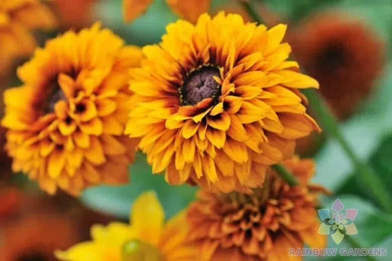 Maya Rudbeckia Seeds Pack – 200+ Black-eyed Susan (Rudbeckia hirta) Annual Flower Seeds for Garden Planting