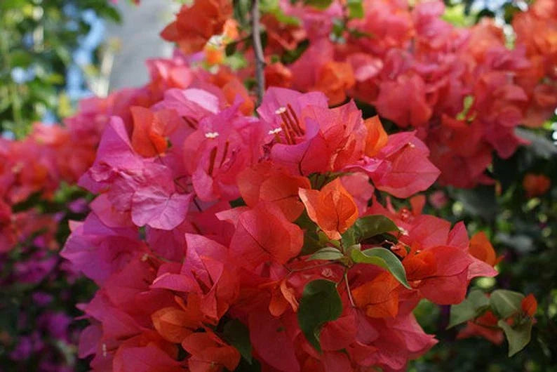 Bougainvillea Starter Plant - ROSENKA Variety - Well Rooted Live Plant for Garden & Patio - Bougainvillea spectabilis