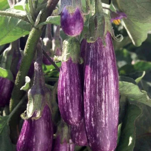 Galaxy of Stars Eggplant Seeds - Organic Non-GMO Heirloom Variety, 40 Pack, Purple & White Striped Fruit, USA Grown