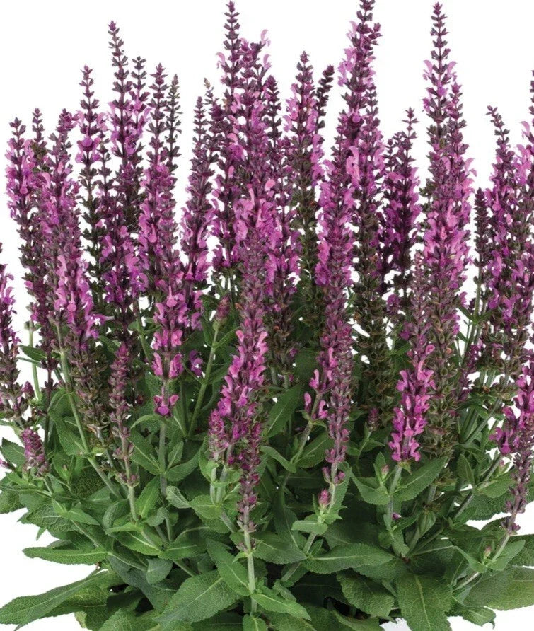Apex Pink Salvia Plant - 1 Gallon - Vibrant Pink Flowering Perennial for Full Sun Gardens