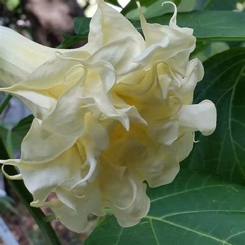 Triple Cream Angel Trumpet Seeds - Brugmansia spp. - Creamy White Fragrant Flowers - Garden Planting, 10 Pack