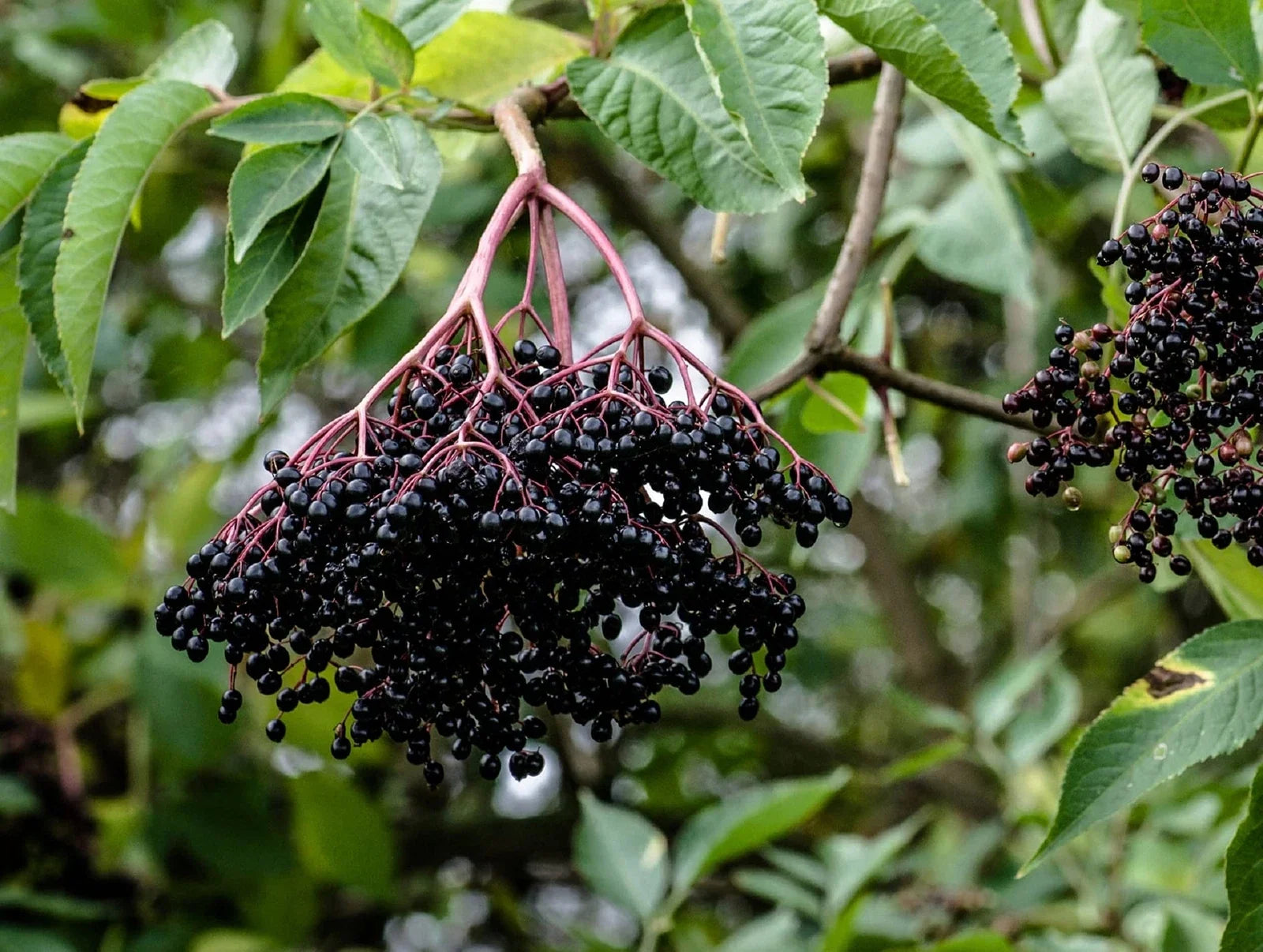 Elderberry Cuttings 50 Black Bearing Sambucus nigra Prized Variety for Growing, Berry, Flowering Plant