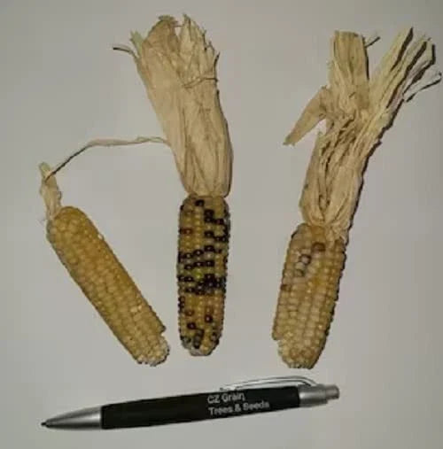 Tom Thumb Corn Seeds - 50 Tiny Tim Indian Corn Seeds for Small Gardens and Containers