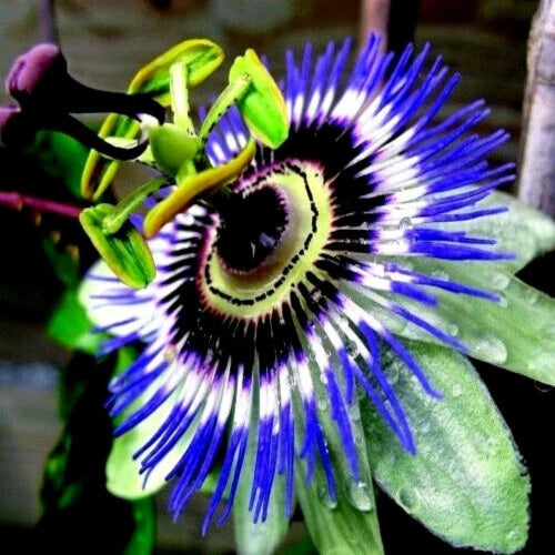 Blue Passion Flower Seeds - Climber Vine Passiflora caerulea for Attracting Hummingbirds & Butterflies