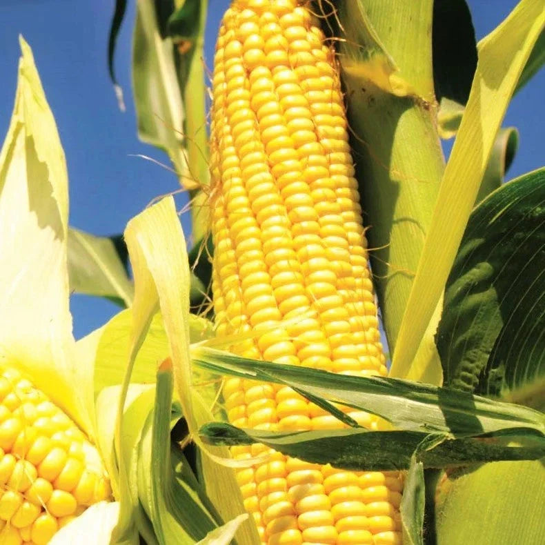 Early Sunglow Sweet Corn Seeds – Fast-Growing SU Sugary Hybrid Zea mays for 2025 Planting, Juicy & Sweet Corn Seeds, Pack of 50