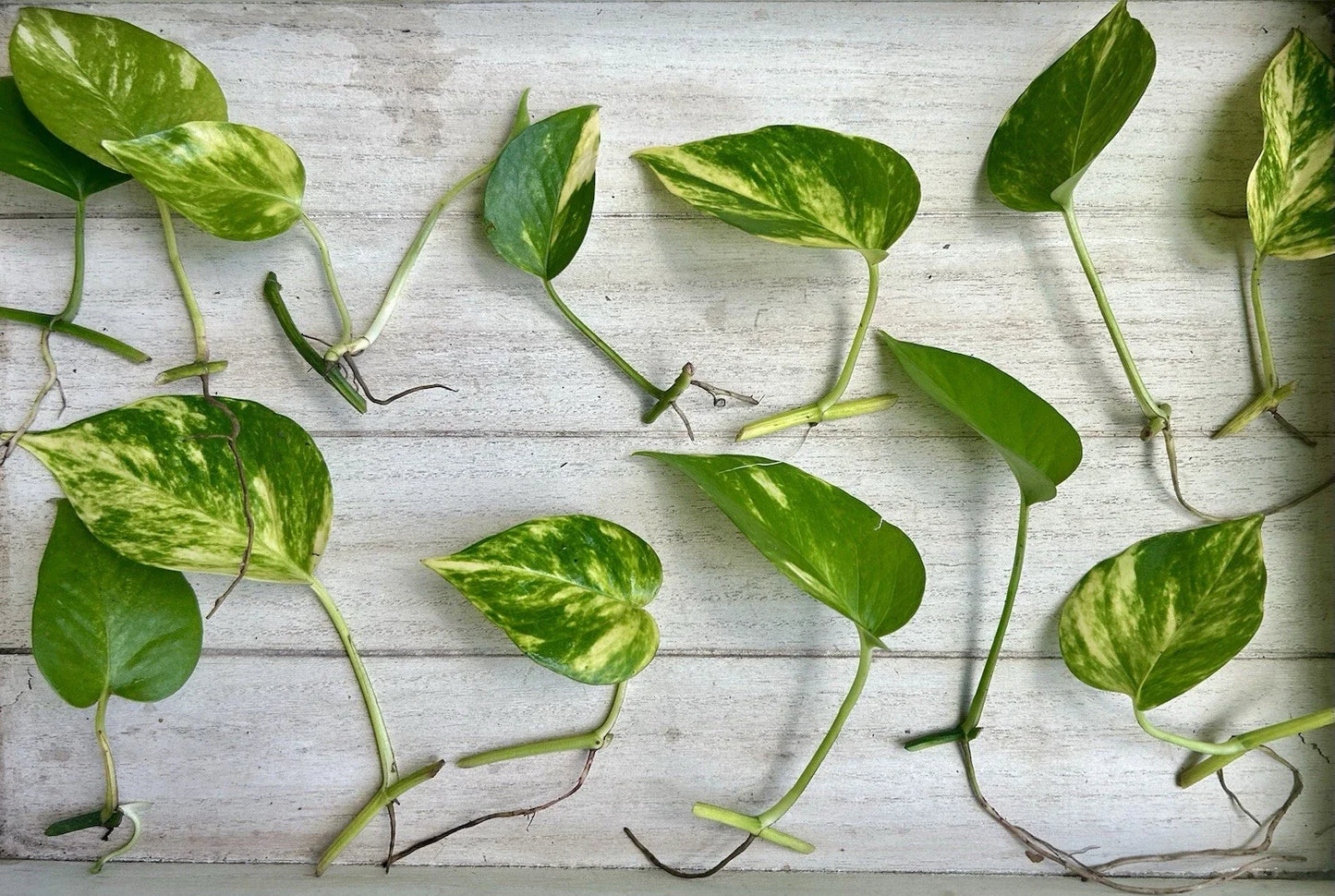 Single Leaf Pothos Cuttings 20 Count Epipremnum aureum Houseplant with Roots for Indoor Garden