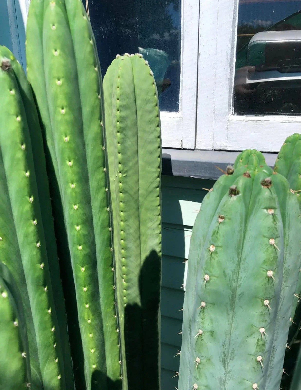 Cactus Cuttings 14-18 Inches Variety with Freebies - Succulent Plant Cuttings for Indoor and Outdoor Gardening