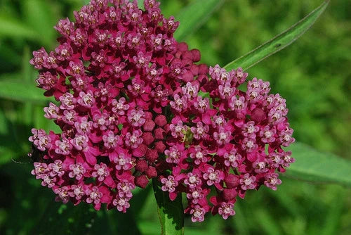 Swamp Milkweed Seeds 50 Pack Pink Red Rose Asclepias incarnata Butterfly Attracting Pollinators