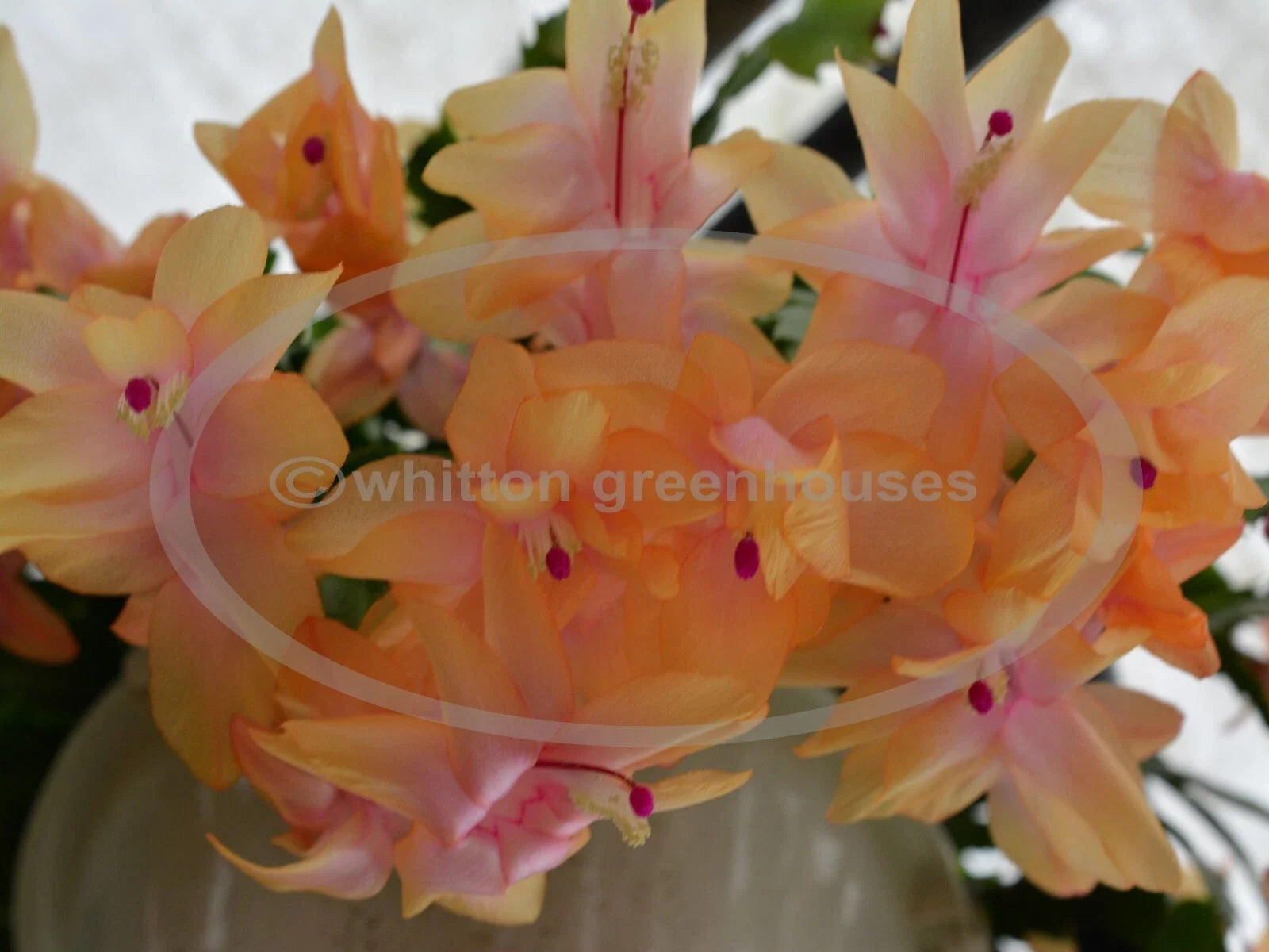 Thanksgiving Cactus Cuttings - Schlumbergera "Outono Brazil" - Holiday Plant Propagation for Indoor & Outdoor Gardening
