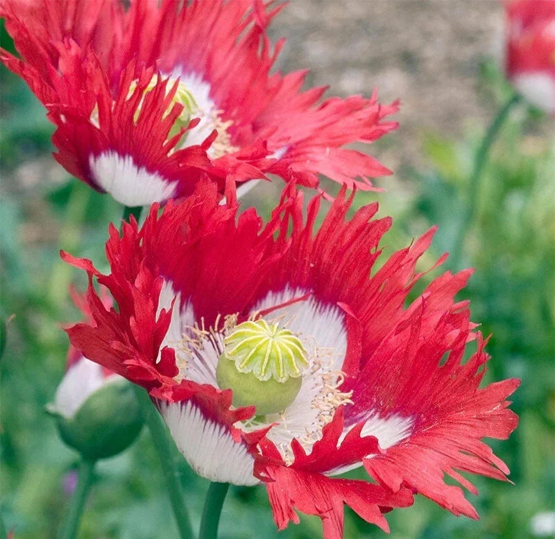Danish Flag Poppy Seeds - 200+ Pack for Garden Planting - Papaver Rhoeas - Vibrant Red Flowers for Borders & Wildflower Gardens