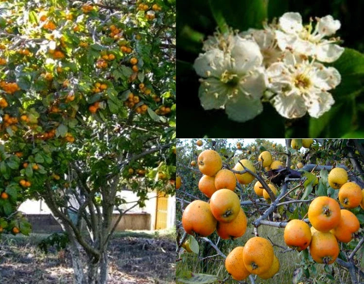 Tejocote Seeds - 7+ Pack of Crataegus mexicana Small Apple Hawthorn Berry Plant for Garden and Landscaping