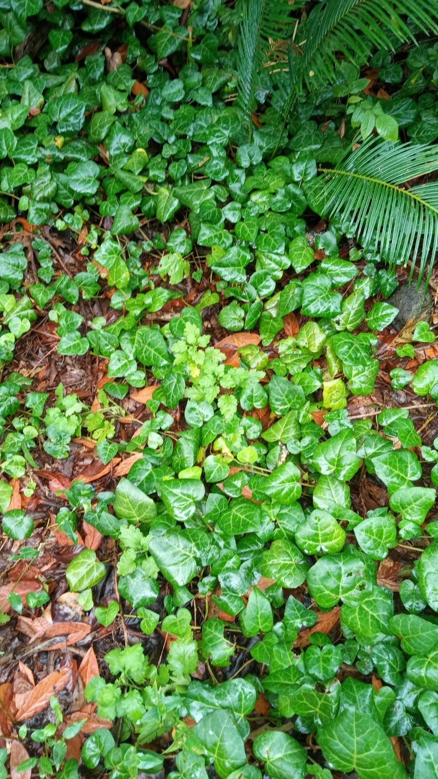 English Ivy Live Bare Root Plants 50+ Segments for Indoor and Outdoor Gardening Hedera helix