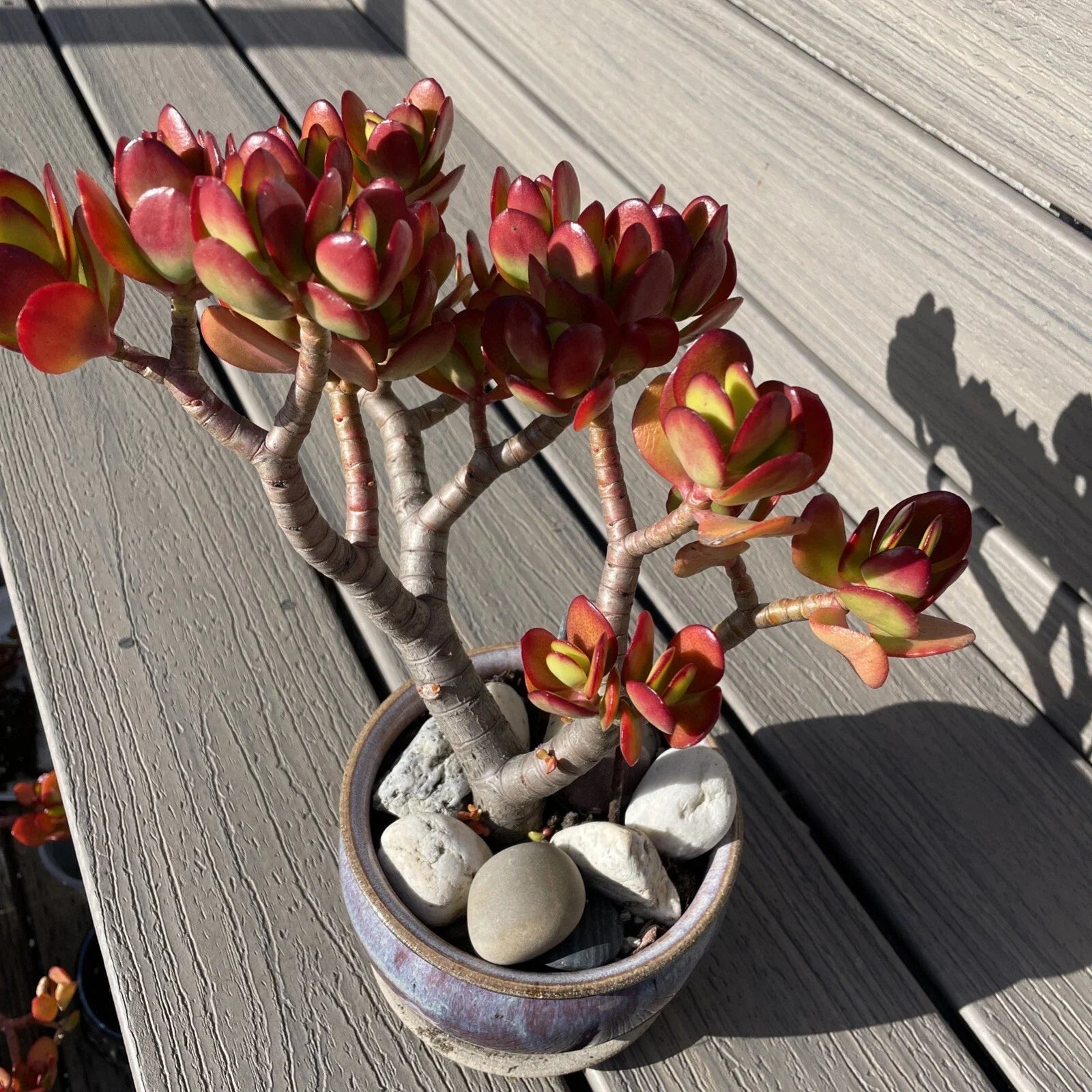 Rare Red Akai Jade Succulent Bare Rooted Crassula Ovata Bonsai Tree, 8-10 Inches