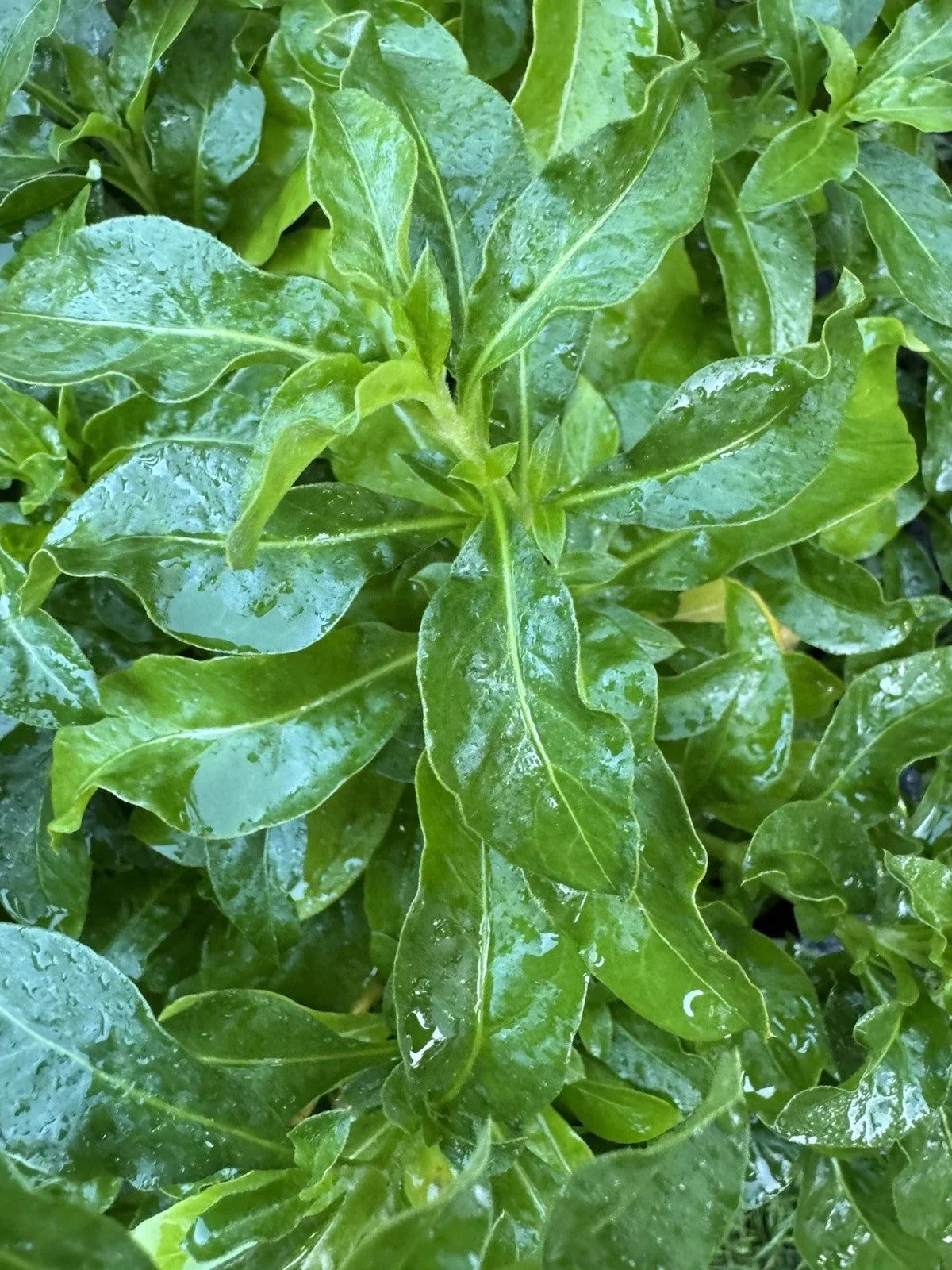 Sissoo Spinach Cuttings - 5 Unrooted 5-6 Inch Brazilian Alternanthera Sissoo Plant for Gardening & Indoor Growth