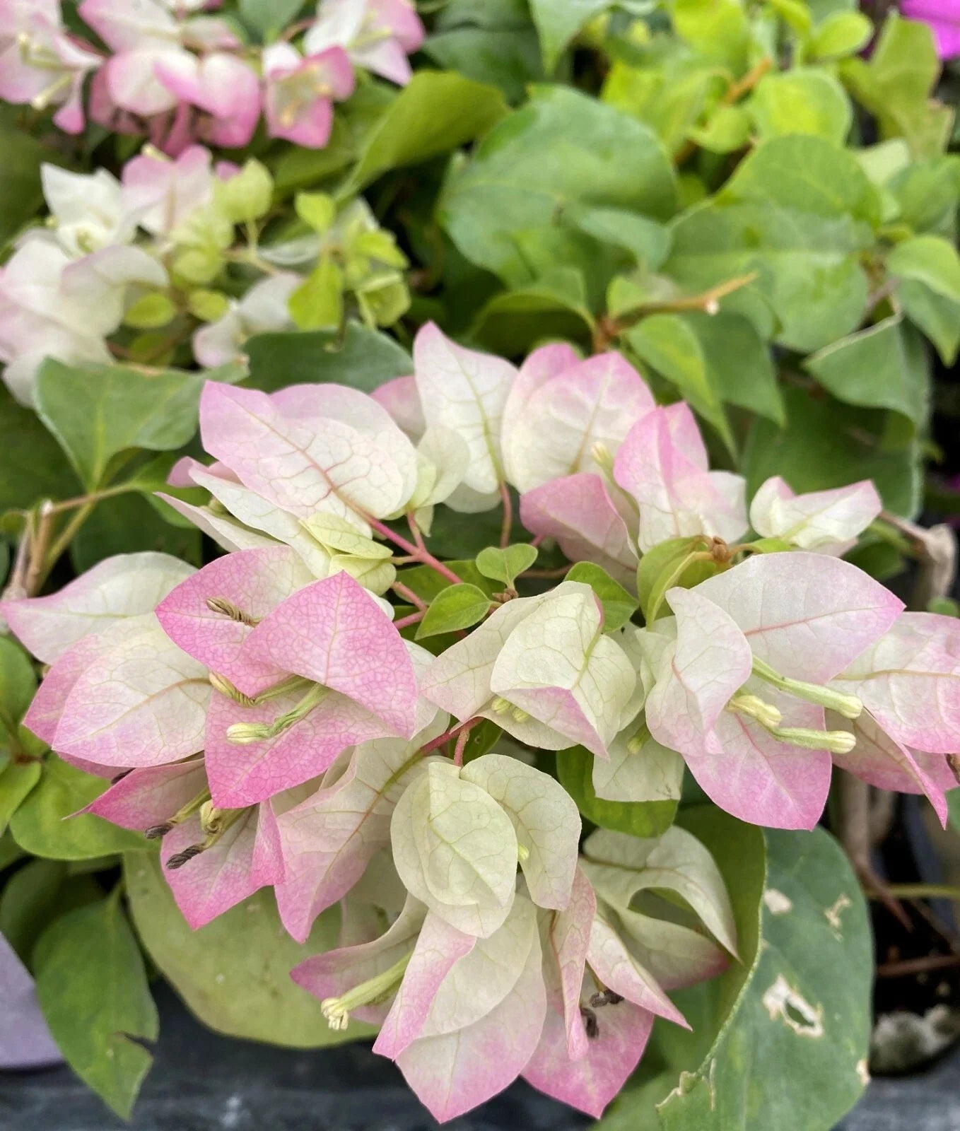 Yani's Delight Bougainvillea Starter Plant – Vibrant Color, Well Rooted, Climbing or Sprawling, Bougainvillea spectabilis