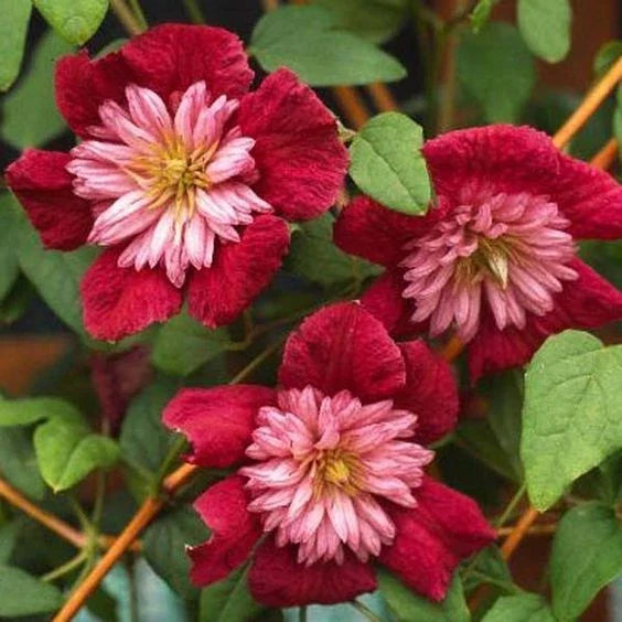 Double Red Clematis Seeds - 25 Large Bloom Climbing Perennial Garden Flower - Clematis 'Duchess of Edinburgh'