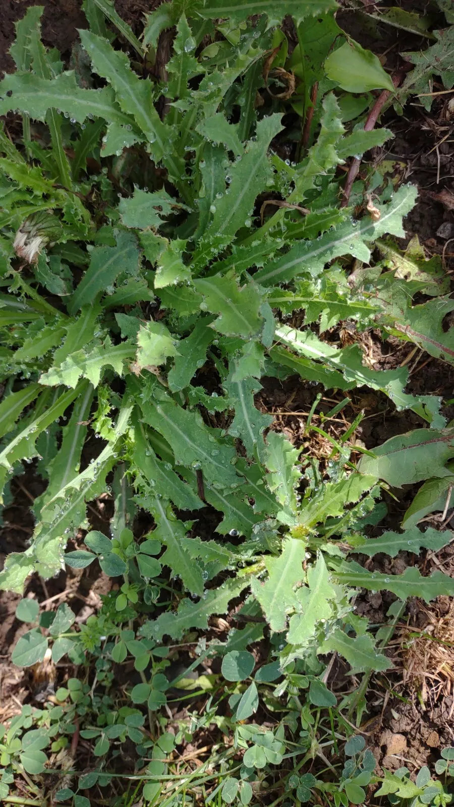 Wild Lettuce Live Plant Trio - Organic Lactuca Virosa for Pain Relief, Easy to Grow, USA Grown