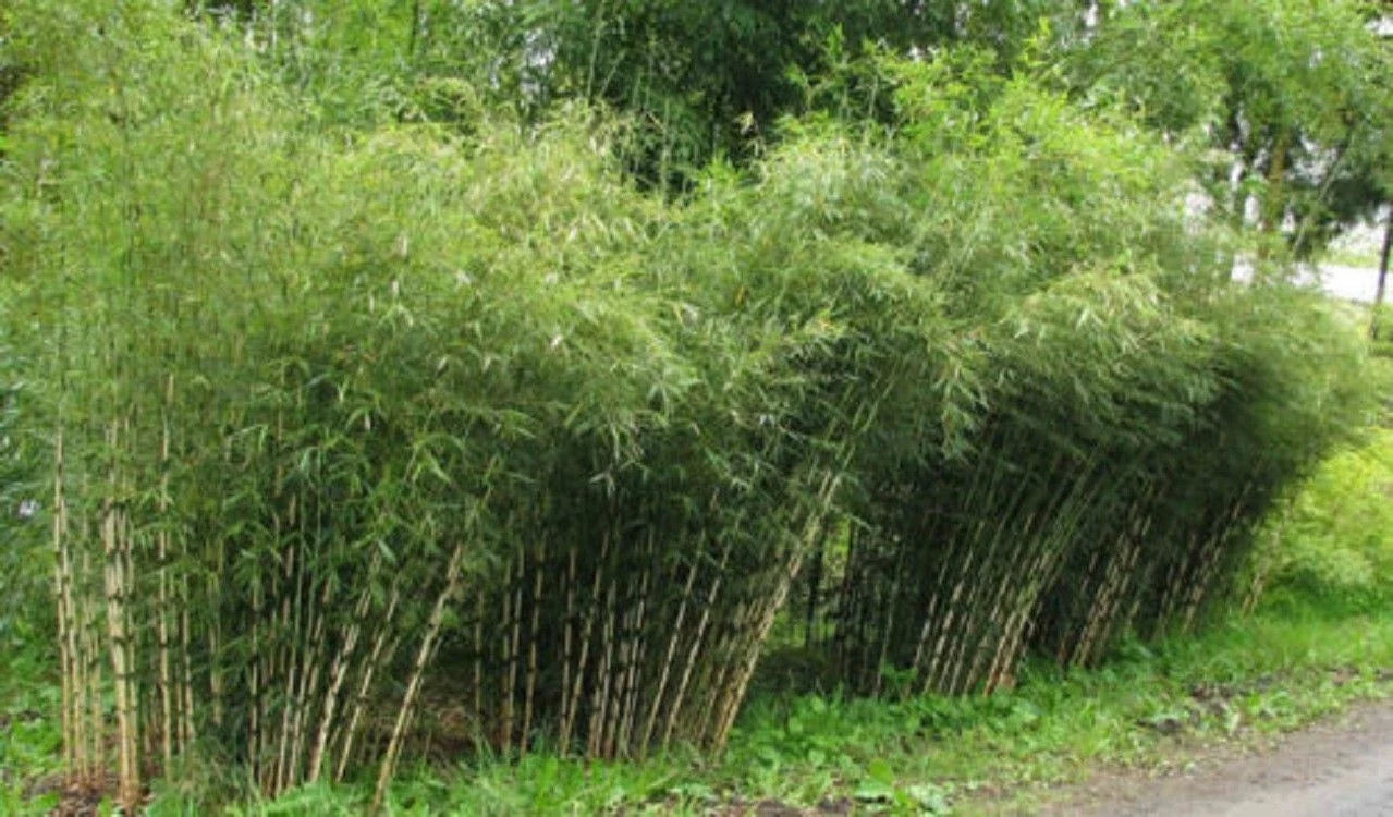 50 Umbrella Bamboo Seeds - Clumping Exotic Shade Plant for Privacy and Landscaping - Bambusa vulgaris