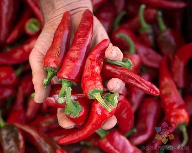 Chimayo Chile Hot Pepper Seeds - 25+ Pack, Capsicum annuum, Spicy Culinary Garden Planting, Non-GMO, USA Grown