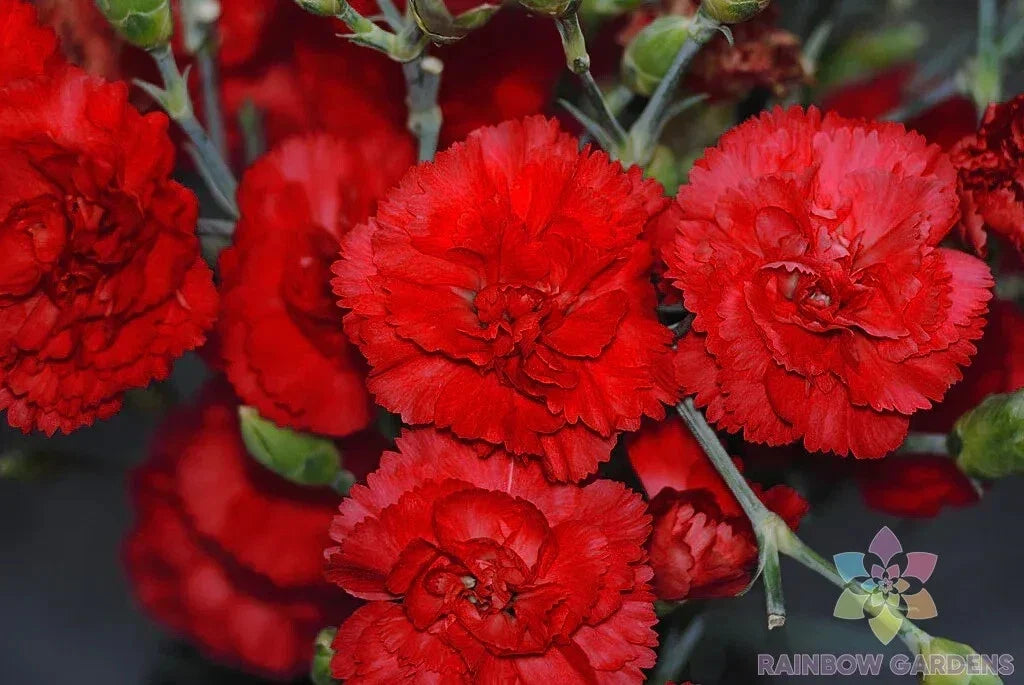 Grenadin Red Carnation Seeds - 200+ Pack, Dianthus caryophyllus, Garden Planting, Vibrant Red Flowers, Easy to Grow, USA Grown