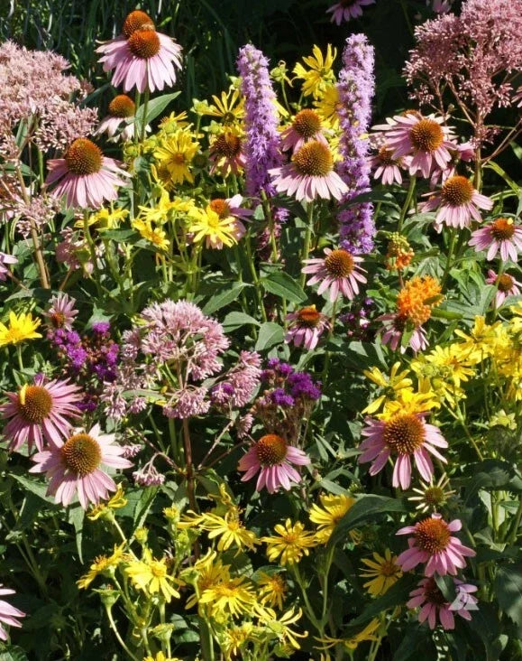 Native Flower Mix with Milkweed Seeds – Non-GMO Wildflower Seeds for Monarch Butterflies – 1000 Count – Attract Pollinators & Support Biodiversity