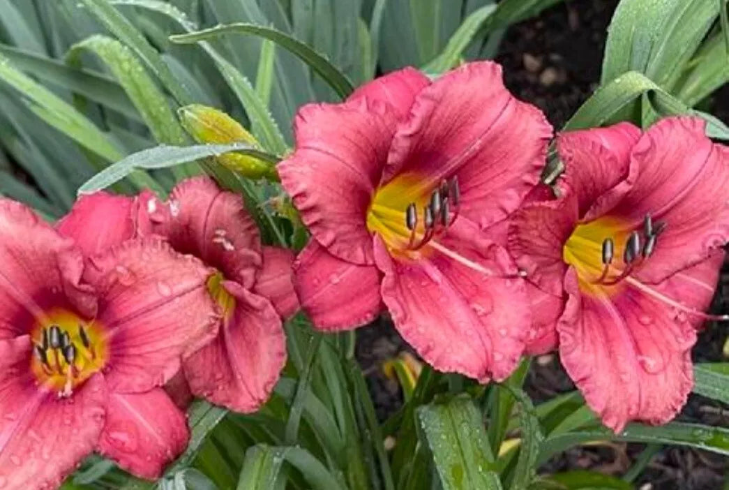 Rosey Returns Daylily Bare Root Plant - Vibrant Red Pink Yellow Blooms, Low-Maintenance Perennial, Hemerocallis Outdoor Garden