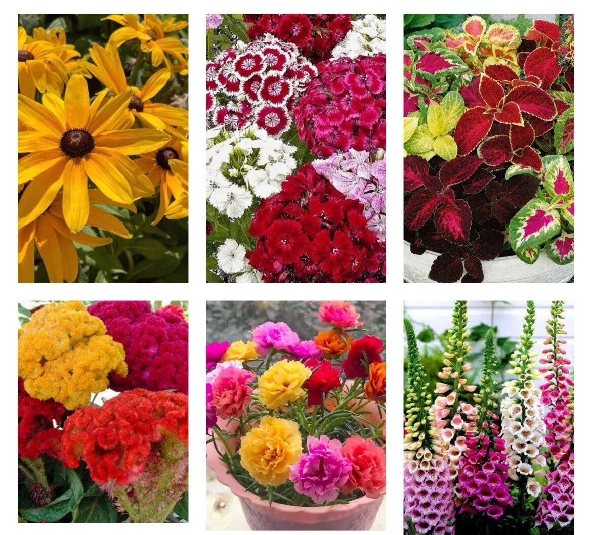 6 Variety Flower Seed Pack – Moss Rose, Black-eyed Susan, Cockscomb, Coleus, Foxglove, S. William Seeds for Garden & Containers