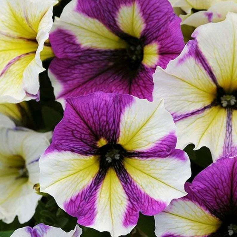 Petunia Seeds - 50 Pack - Yellow, Purple, White Flowers - Annual & Perennial - Petunia × atkinsiana