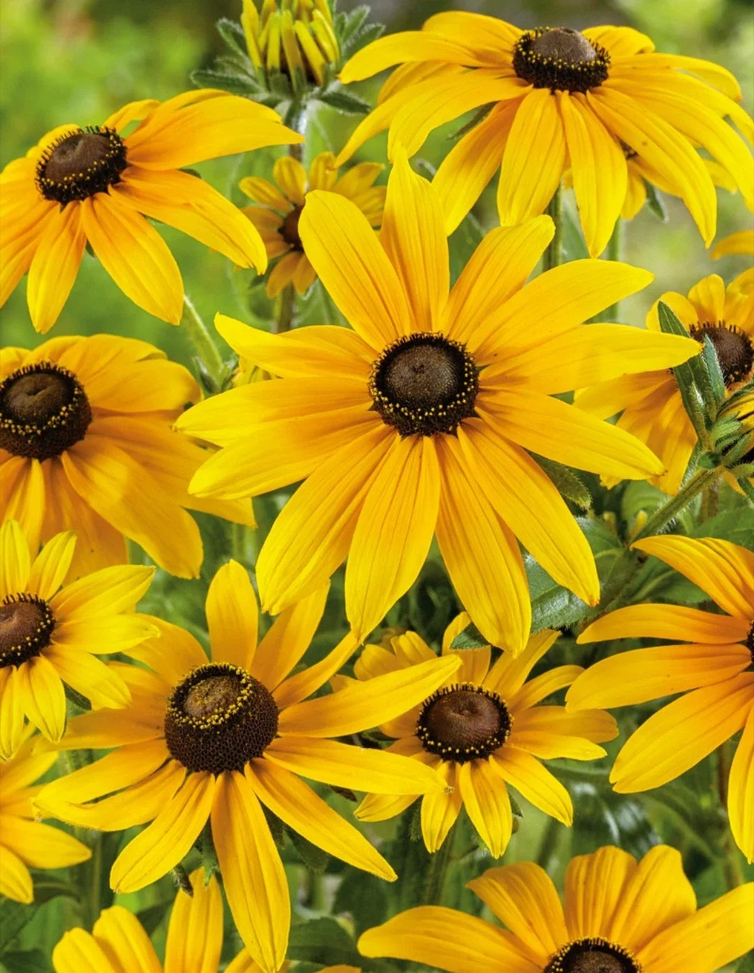 Rudbeckia Black Eyed Susan Bare Root Plants - 15 Pack Perennial Flowers for Gardens & Landscaping - Rudbeckia hirta