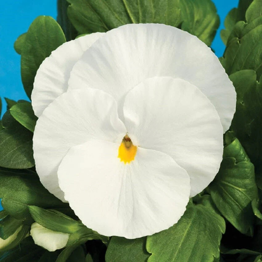 Pansy Seeds - 50 Pure White Viola tricolor var. hortensis - Garden Flower, Border, Container Planting