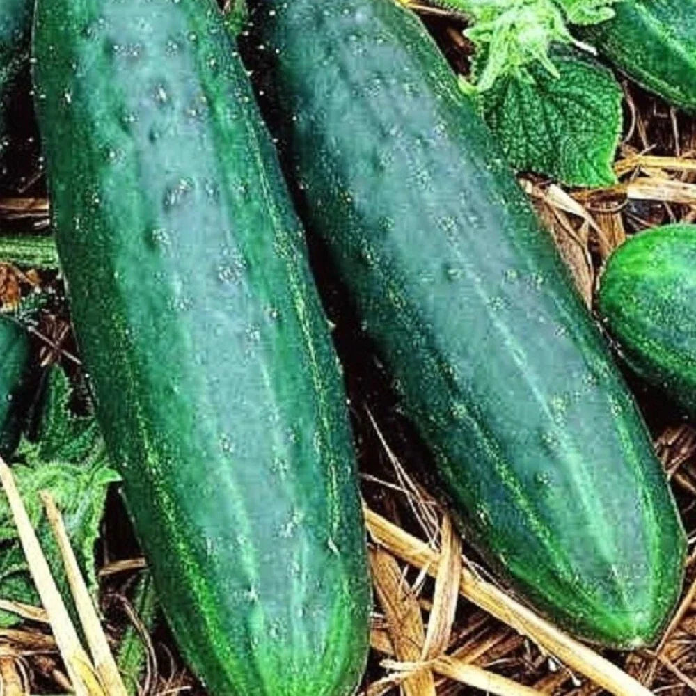 Cucumber Seeds 80 Count NON-GMO Heirloom Spacemaster | Compact, High Yield